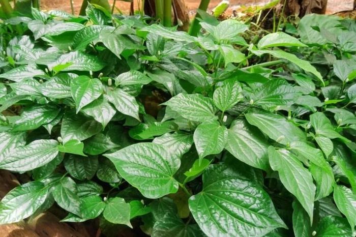 Bấm ngọn thường xuyên thì lá lốt sẽ ra mầm non nhanh hơn.