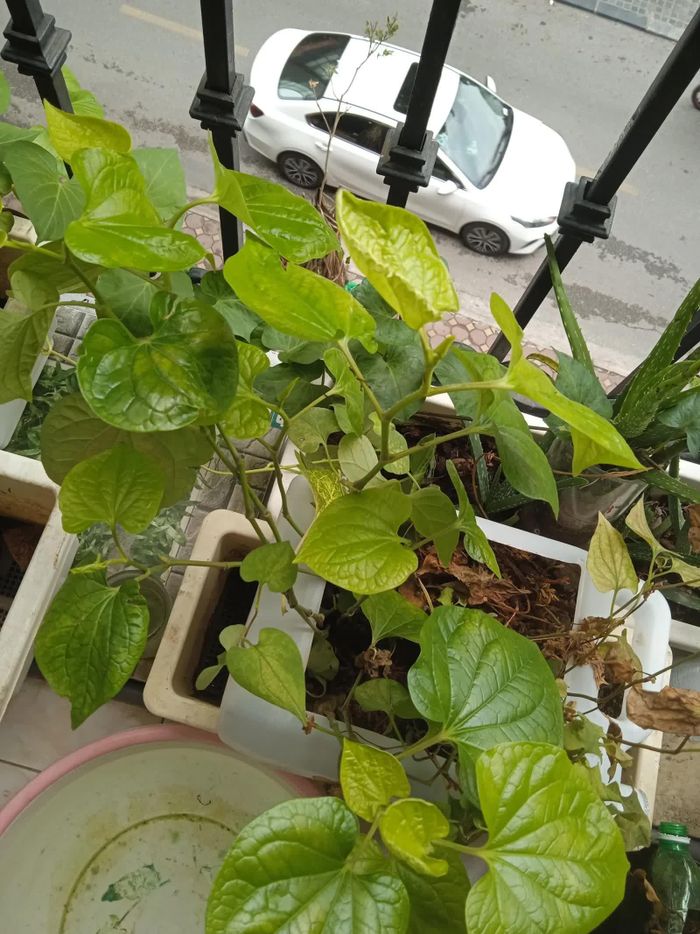 Chăm sóc không đúng cách sẽ khiến cây bị vàng, rụng lá.