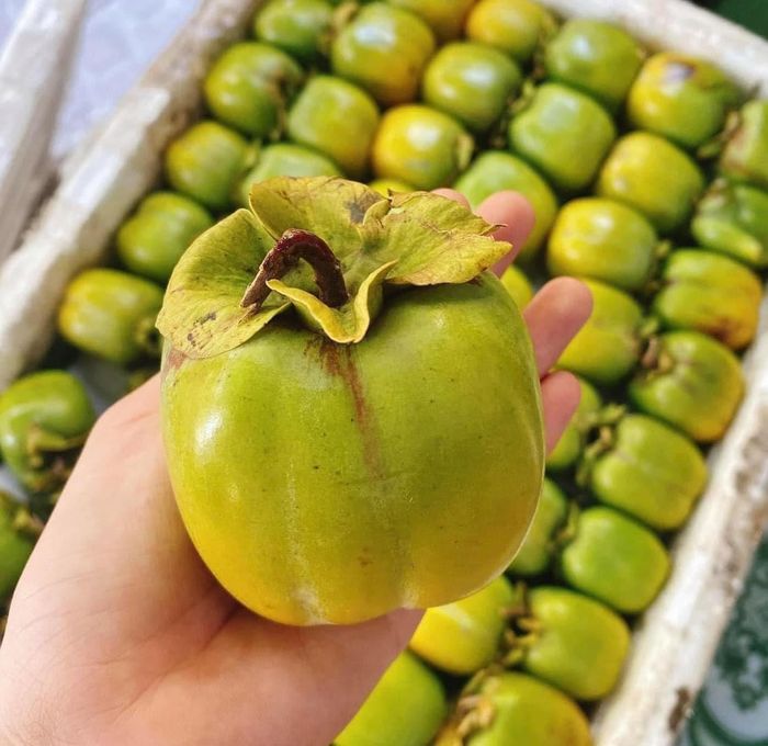 Hồng da tre được biết đến là loại hồng đặc sản của Thái Nguyên