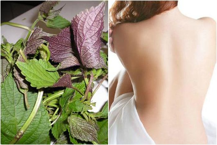 Tắm lá tía tô giúp da sáng khỏe, loại bỏ bụi bẩn.