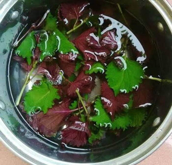 Nước lá tía tô sau khi nấu nên tắm liền, không nên để lâu.