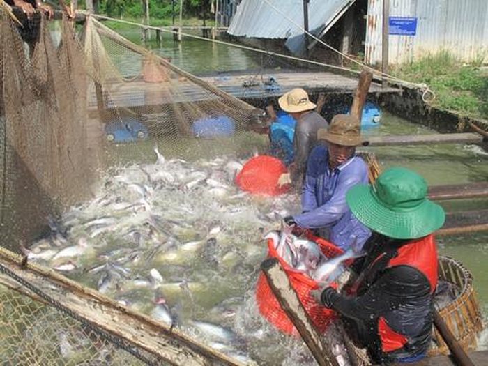 ĐBSCL từ lâu được biết đến là thủ phủ của ngành cá tra