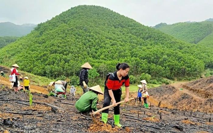 Đẩy nhanh tiến độ trồng rừng trong dân, góp phần nâng cao độ che phủ và bảo vệ tài nguyên rừng trên địa bàn. (Ảnh minh hoạ)