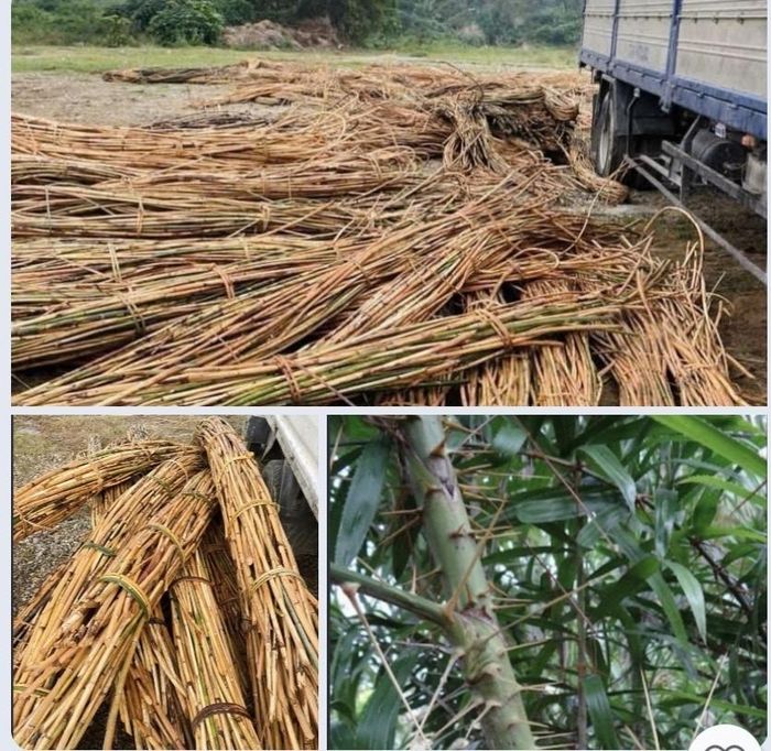 Hình ảnh cây Mây hồng sống trong rừng và sau khi khai thác