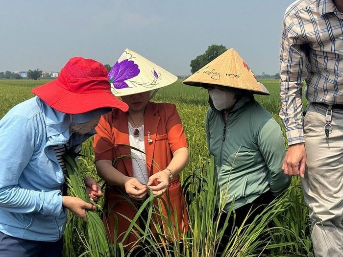 Hải Phòng chủ động phòng trừ rầy hại lúa cuối vụ. Ảnh nguồn CTTSNNMT