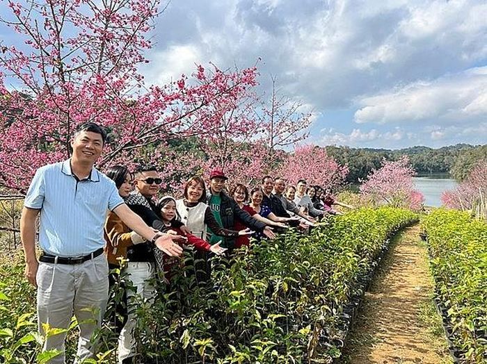  Du khách chụp ảnh bên một cây anh đào đang nở rộ, phía sau là hồ Pá Khoang và những triền rừng Mường Phăng. 