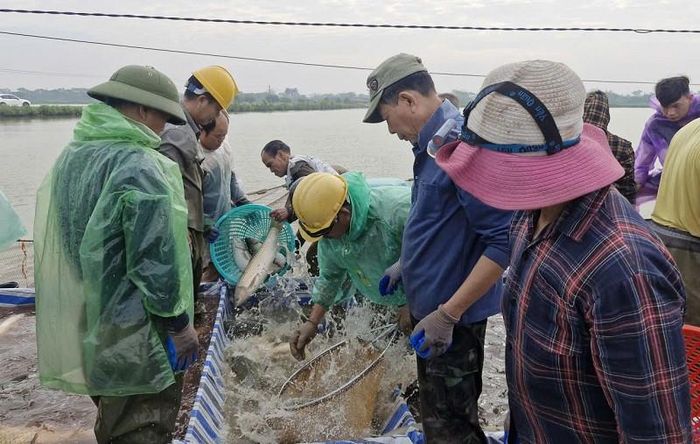 Sau khi thu hoạch, thủy sản được các thương lái đến tận hồ thu mua, tạo thuận lợi cho người dân tái đầu tư sản xuất, thúc đẩy phát triển kinh tế. Ảnh: PV