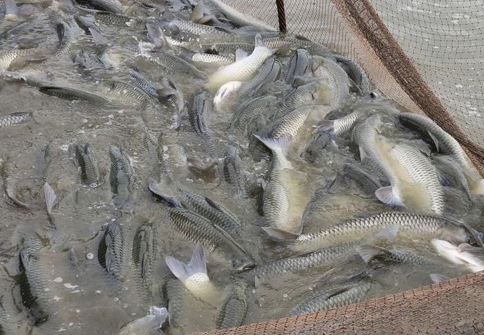Thủy sản nuôi đủ kích cỡ thương phẩm ở xã Phú Xuyên được thu hoạch kịp thời để cung ứng ra thị trường. Ảnh: PV