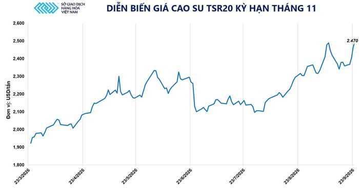 Diễn biến giá cao su TSR20 kỳ hạn tháng 11. Nguồn: MXV