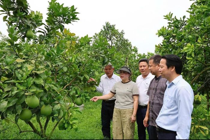 Mô hình trang trại trồng bưởi Diễn, bưởi chum Phú Nghĩa của ông Lê Hữu Diện cho hiệu quả kinh tế cao. Ảnh: HND