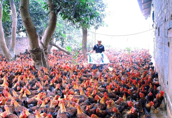 Mô hình chăn nuôi gà ở xã Phú Nghĩa giúp mang lại thu nhập ổn định cho nông dân. Ảnh: HND