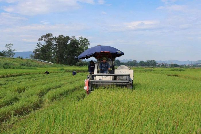 Ứng dụng khoa học kỹ thuật tiên tiến và sử dụng máy móc trong sản xuất nông nghiệp giúp nông dân xã Phú Nghĩa giảm chi phí, sức lao động và tăng năng suất. Ảnh: HND