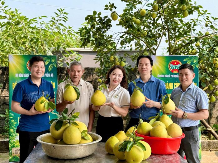 Hội Nông dân xã hỗ trợ ông Lê Hữu Diện buổi livestrem quảng bá sản phẩm bưởi chum trong tháng 9-2026. Ảnh: HND