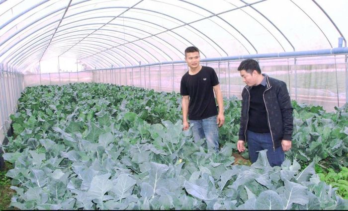 Mô hình trồng rau ứng dụng kỹ thuật hiện đại của hội viên nông dân Nguyễn Thành Trung cho hiệu quả kinh tế cao. Ảnh: HND