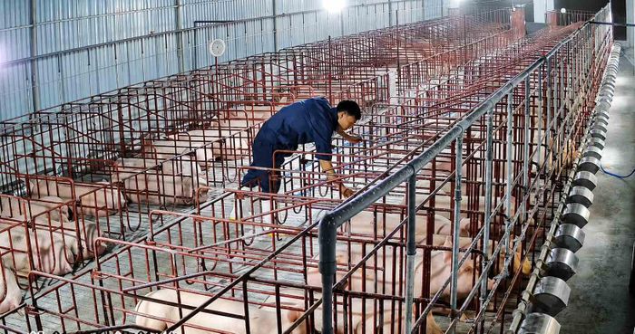 Phúc lợi động vật không phải là nội dung “thêm vào” mà cần trở thành một cấu phần của chăn nuôi an toàn, hiệu quả và bền vững. Ảnh: PV