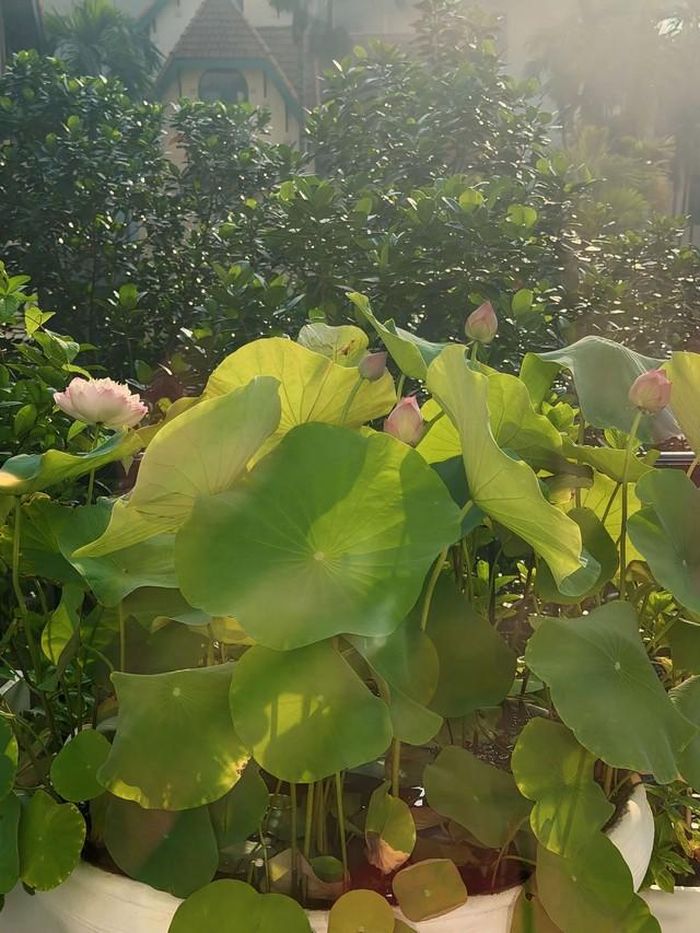 Sen trong vườn nhà Hoa hậu Nguyễn Thị Huyền mỗi sáng.