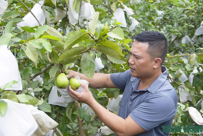 Anh Thắng bên vườn ổi không hạt rộng hơn 7 sào của gia đình tại xã Quỳ Hợp. Ảnh: Song Hoàng