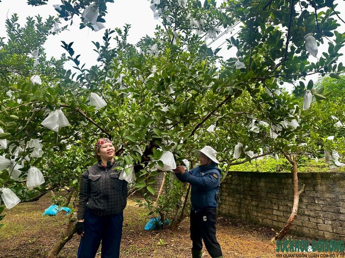 Vườn ổi không hạt tạo việc làm thường xuyên và thời vụ cho khoảng 5 lao động địa phương. Ảnh: Song Hoàng