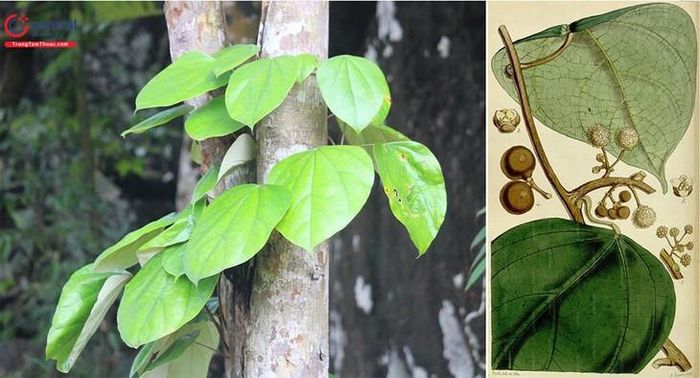 Cây vàng đắng – một nguồn dược liệu chứa berberin được sử dụng trong nghiên cứu, sản xuất thuốc.