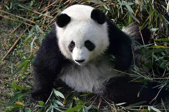 Chính sách "ngoại giao gấu trúc" đã trở thành biểu tượng của Trung Quốc