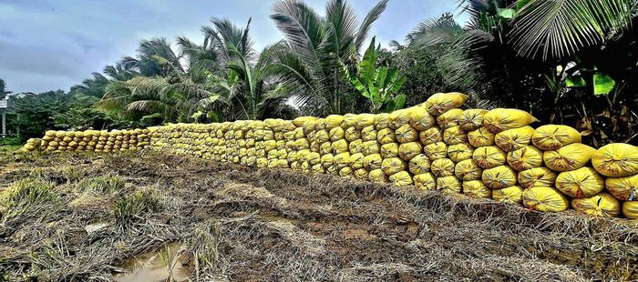 Lúa được nông dân thu hoạch nhưng chưa có thương lái đến thu mua. Ảnh: Nguyên Du