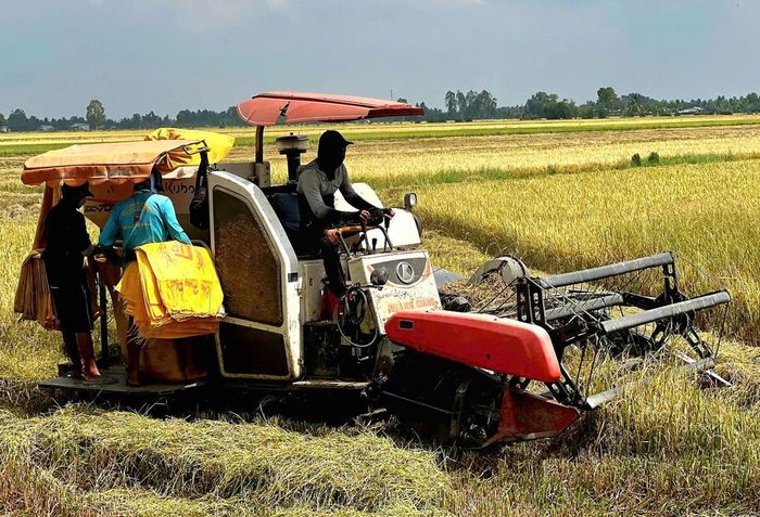 Nông dân Cà Mau thu hoạch lúa Hè thu. Ảnh: Nguyên Du