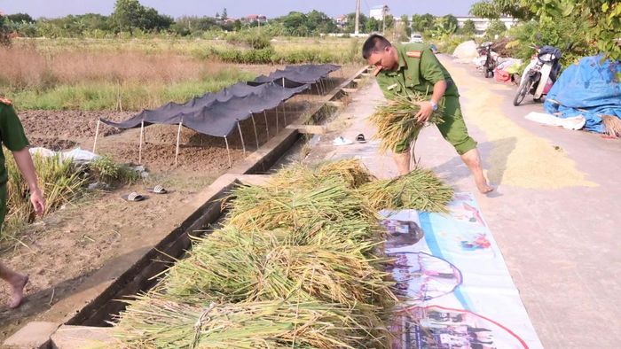 Dù thời tiết còn nắng gắt, các cán bộ, chiến sĩ vẫn tích cực lao động, chia sẻ những vất vả với bà con trong mùa gặt.