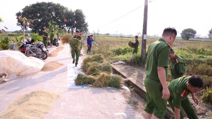 Chiến sĩ công an xã Tam Hưng giúp người dân thu hoạch lúa.