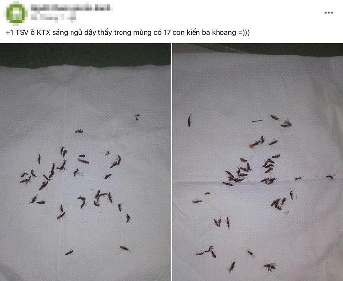  Một sinh viên Ký túc xá khu B cho biết sáng ngủ dậy phát hiện 17 con kiến ba khoang trong màn, cho thấy loài côn trùng này đang xuất hiện nhiều.