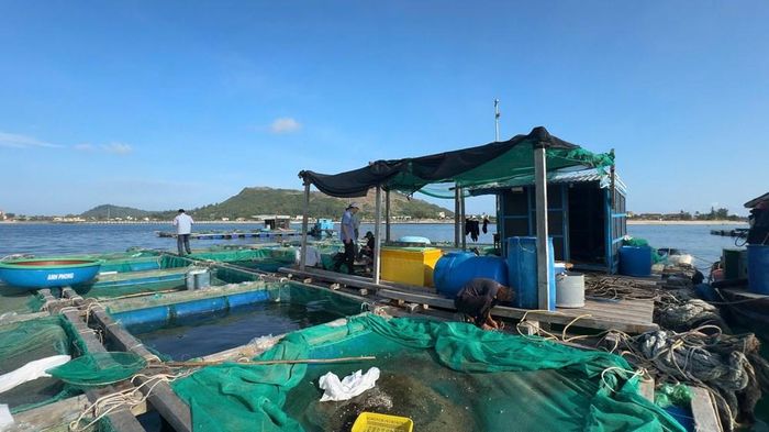 Các hộ nuôi thực hiện vệ sinh, thay lưới lồng định kì nhằm bảo đảm điều kiện sinh trưởng cho cá