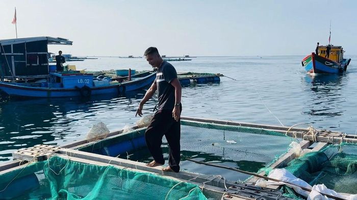Những lồng cá Bè vẫu mở thêm hướng sinh kế cho người dân sau những vụ nuôi nhiều rủi ro