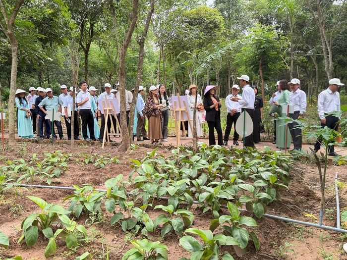 Tour trải nghiệm “Vườn thực vật và dược liệu dưới tán rừng Mỹ Sơn”