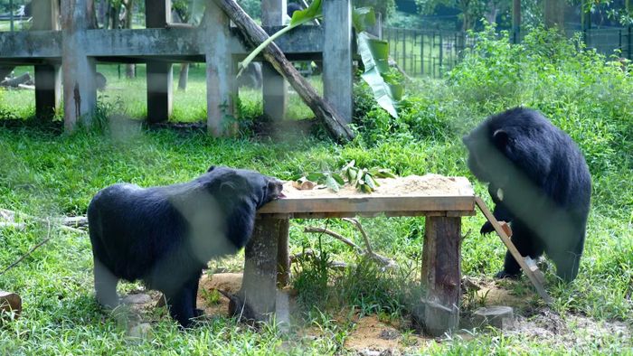 Cá thể gấu tại Trung tâm Cứu hộ gấu Việt Nam, Vườn Quốc gia Tam Đảo được "thưởng thức" âm nhạc sáng 24/9.