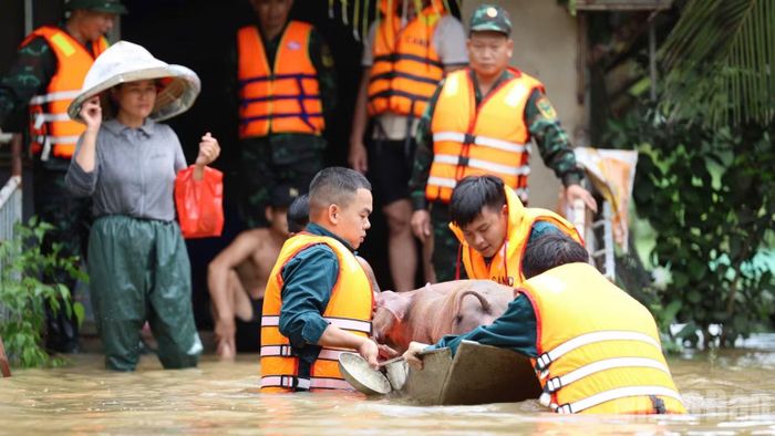 Lực lượng Bộ Chỉ huy quân sự thành phố Đồng Nai hỗ trợ người dân di tản đàn heo đến khu vực an toàn do trang trại ngập nước tại xã Bình Minh trong ngày 24/9.