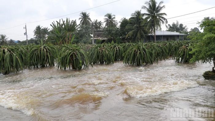Thanh long tại xã Tuyên Quang bị ngập. (Ảnh: THANH HẢI)