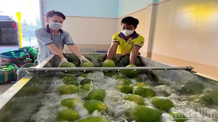 Sơ chế bưởi da xanh phục vụ xuất khẩu. (Ảnh: HOÀNG TRUNG)