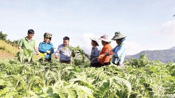 Hướng dẫn người dân trồng, chăm sóc cây dược liệu atiso tại Lào Cai.