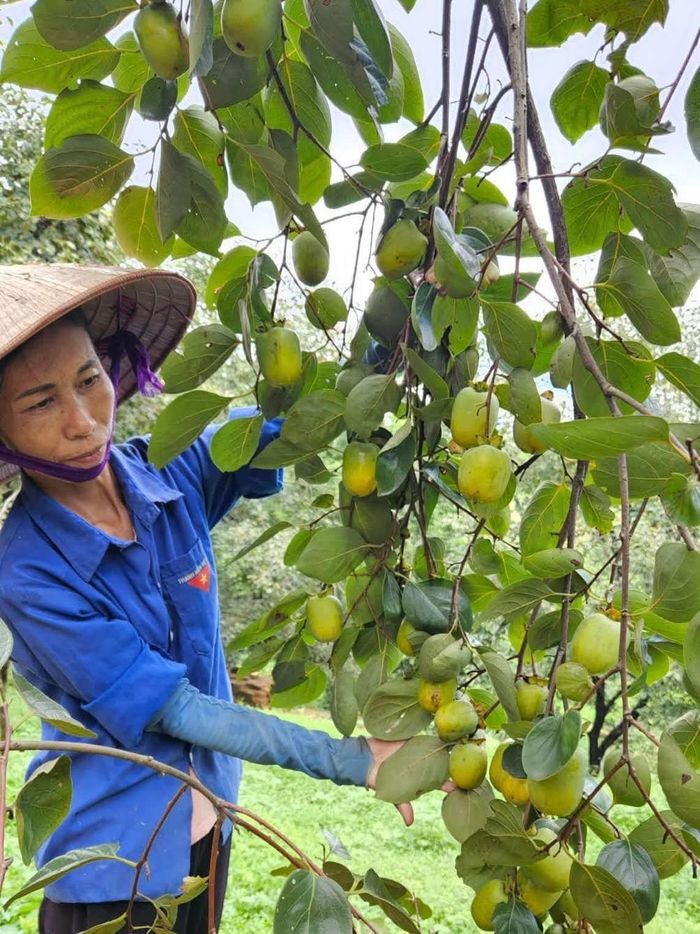 Người dân ở xã Dân Chủ (tỉnh Phú Thọ) chăm sóc cây hồng cả năm để thu hoạch vào mùa Trung thu. Ảnh: HÁN BÌNH