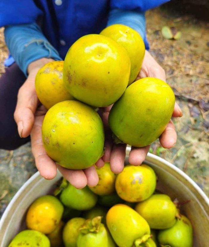 Đặc sản hồng Gia Thanh (tinh Phú Thọ). Ảnh: HÁN BÌNH