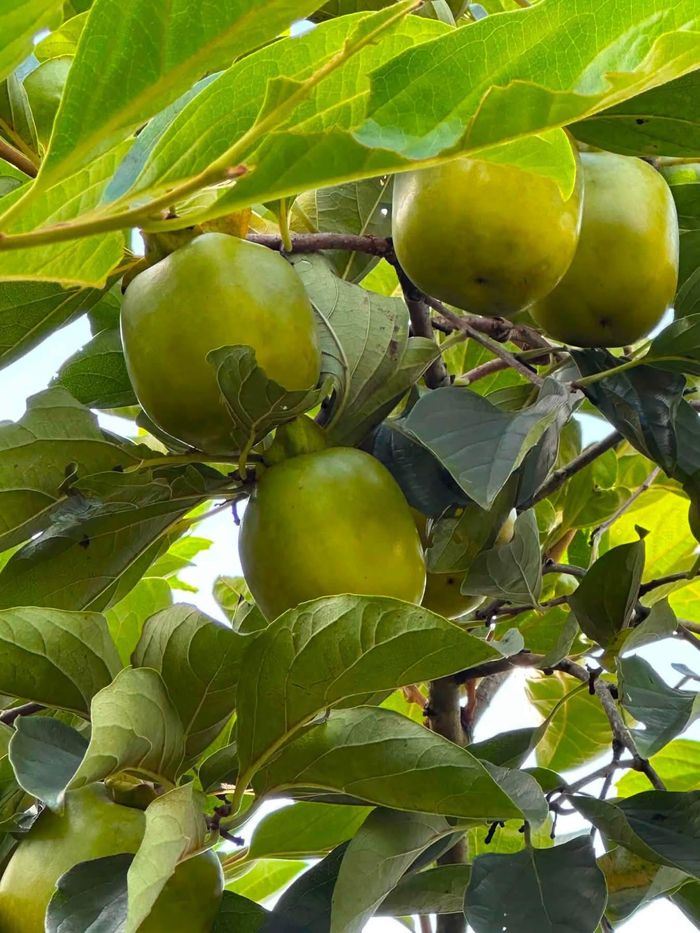 Hồng da tre ở tỉnh Thái Nguyên. Ảnh: NGUYỄN YẾN