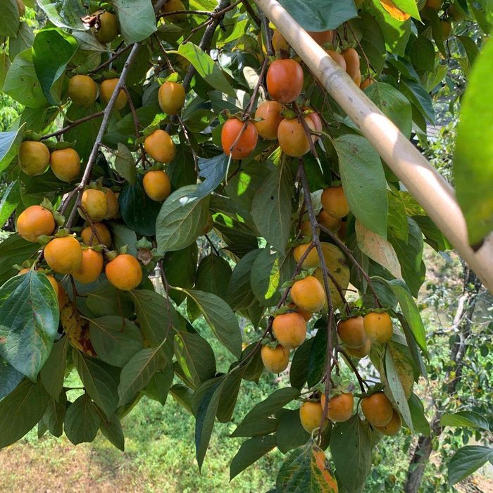 Đặc sản hồng Xuân Vân. Ảnh: TRƯỜNG AN
