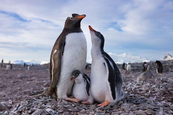 Chim cánh cụt gentoo tại quần đảo Kerguelen, nơi nhóm nghiên cứu xác định một loài mới có tên Pygoscelis kerguelensis. Ảnh: Antoine Lamielle