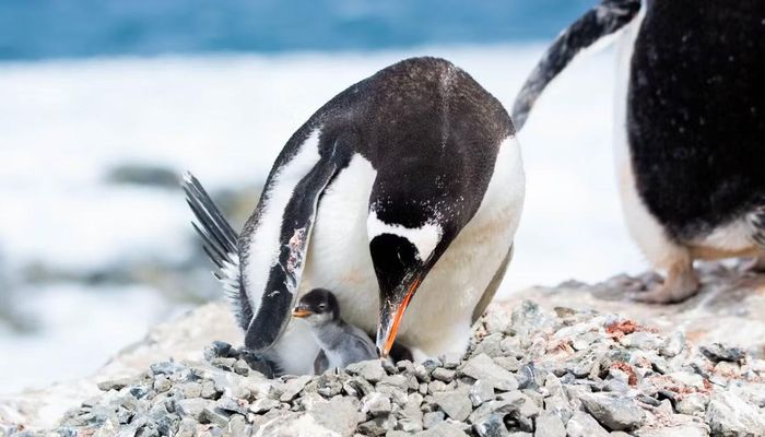 Một con chim cánh cụt Gentoo với những vết thương trên cánh đang chăm sóc con của nó.