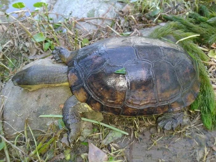 Ảnh: inaturalist
