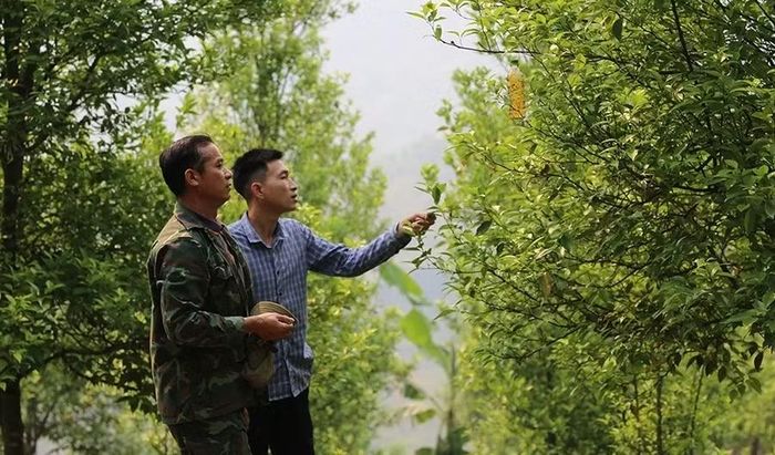 Mô hình trồng cam ở bản Suối Tút, xã Quang Chiểu giúp nhiều hộ dân thoát nghèo.