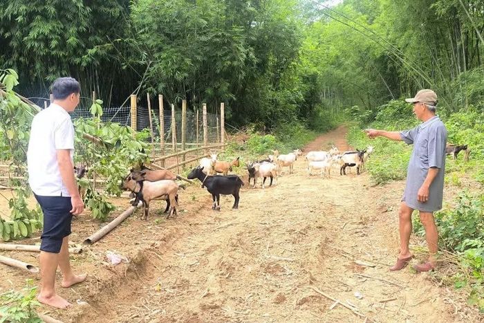 Mô hình nuôi dê của ông Phạm Bá Toàn ở bản Chiềng, xã Mường Mìn với quy mô trên 30 con.