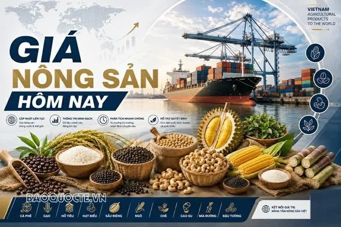 Giá nông sản hôm nay 25/9/2026: Giá cà phê hứa hẹn sớm tìm lại đà phục hồi mạnh, Giá tiêu đi ngang; Mỹ-Trung đạt thỏa thuận thương mại mới.