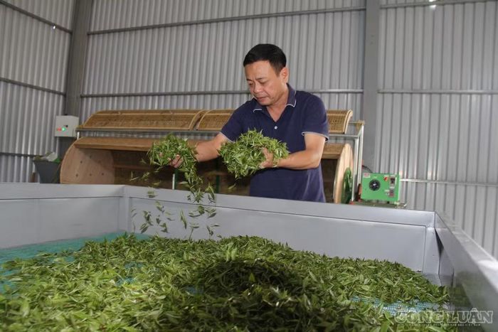 Nhiều năm nay, người dân trên địa bàn đã liên kết trồng cây chè mở ra hướng đi mới, nhiều triển vọng, giúp bà con thay đổi nếp nghĩ, cách làm