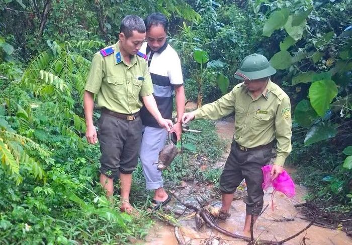 Đơn vị chức năng đưa thả rùa về môi trường sống thích hợp.