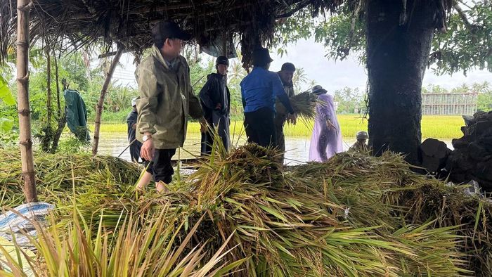 Nhiều diện tích lúa của người dân ở Đắk Lắk bị ngập.